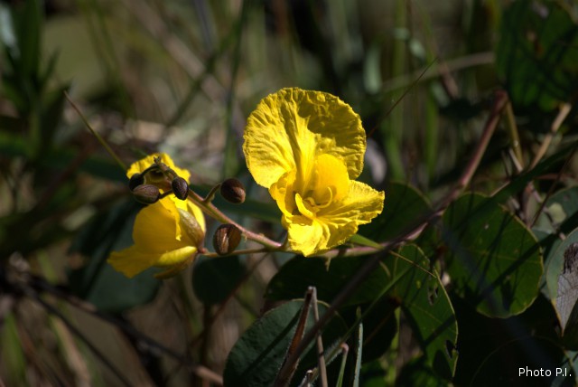 Plantes avec fleur(s) de couleur jaune ou dorée