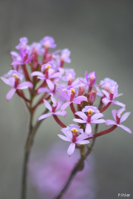 Plantes orchidacées