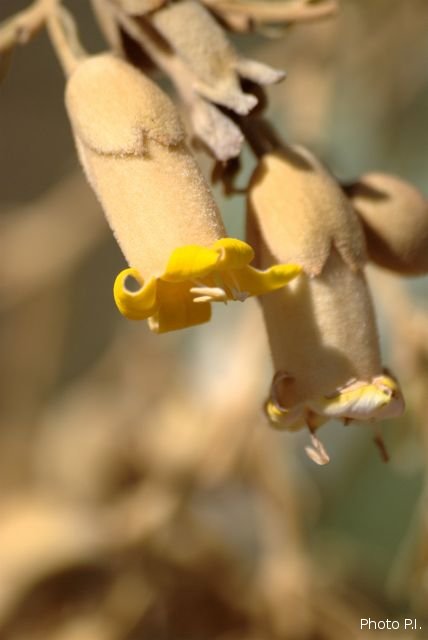 Plantes avec fleur(s) de couleur jaune ou dorée