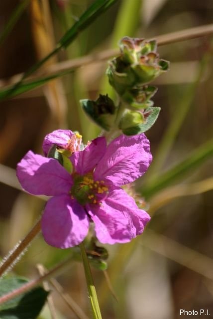 Plantes avec fleur(s) de couleur rose ou violette