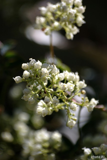 Plantes avec fleur(s) de couleur blanche