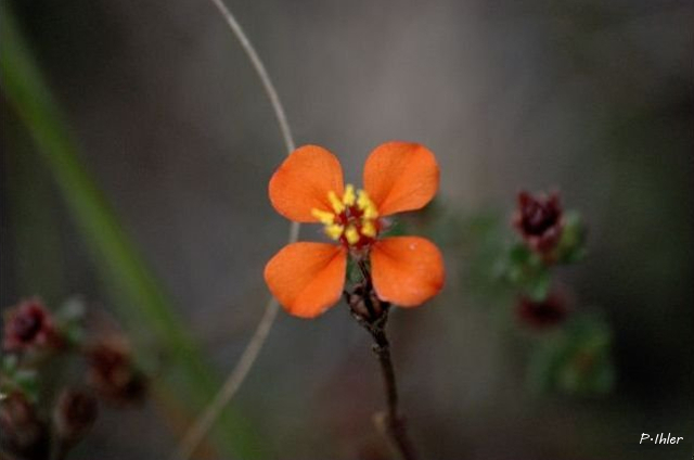 Plantes avec fleur(s) de couleur orange