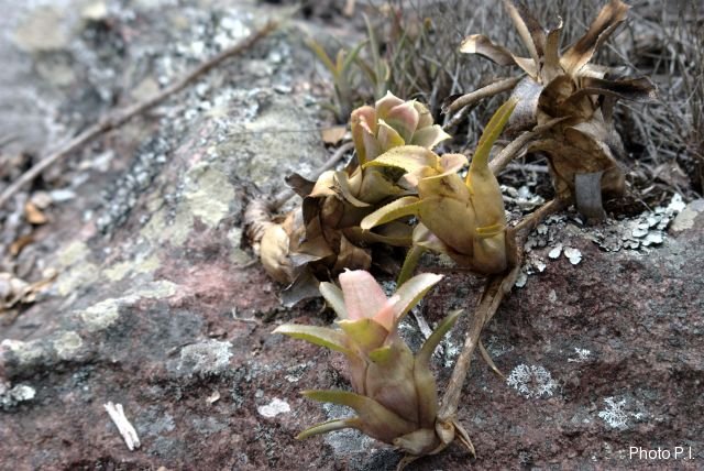 Plantes broméliacées