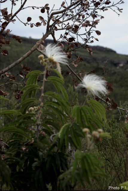 Plantes avec fleur(s) de couleur blanche