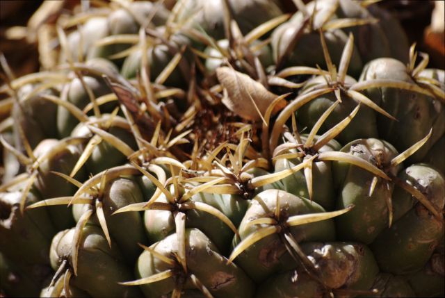 Les cactacées et autres plantes épineuses
