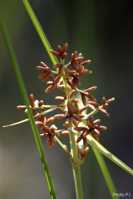 Herbacées et graminées