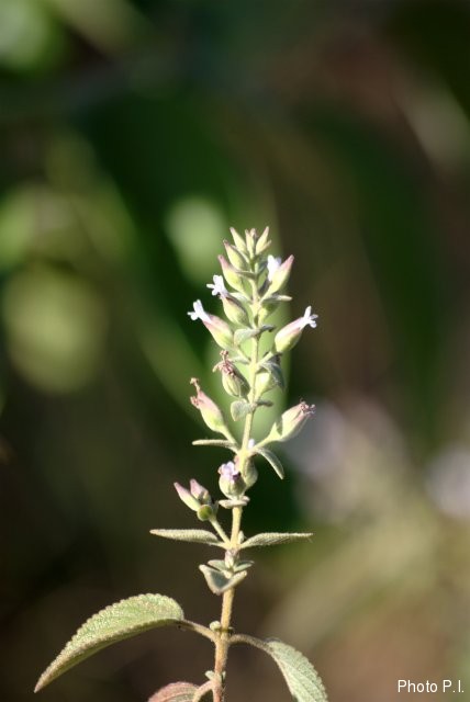 Plantes avec fleur(s) de couleur blanche