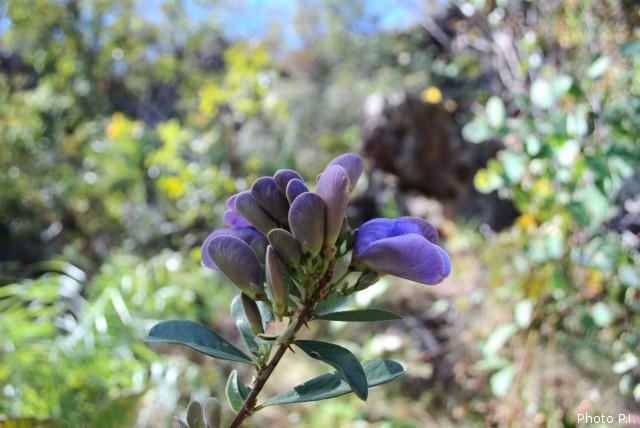 Plantes avec fleur(s) de couleur bleue