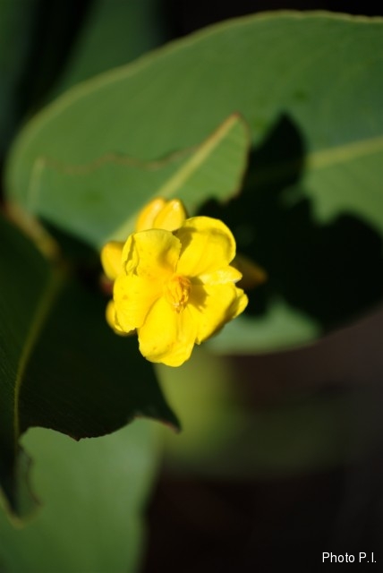 Plantes avec fleur(s) de couleur jaune ou dorée