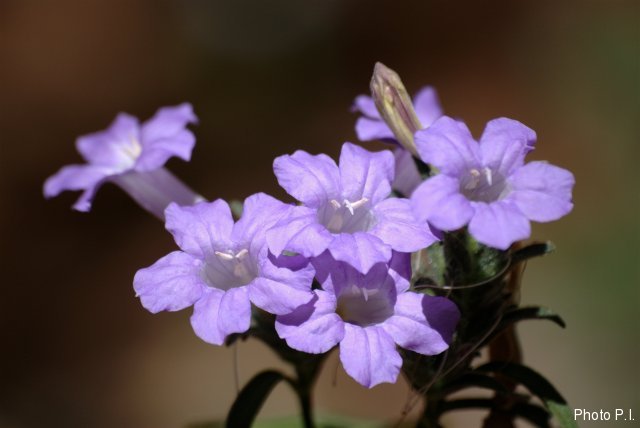 Plantes avec fleur(s) de couleur bleue