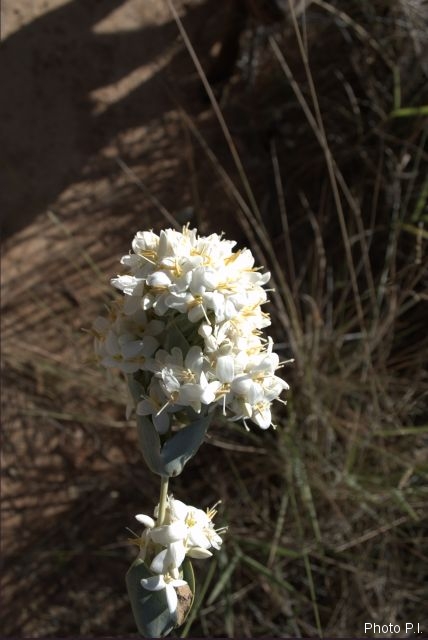 Plantes avec fleur(s) de couleur blanche