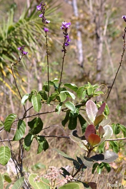 Plantes avec fleur(s) de couleur rose ou violette