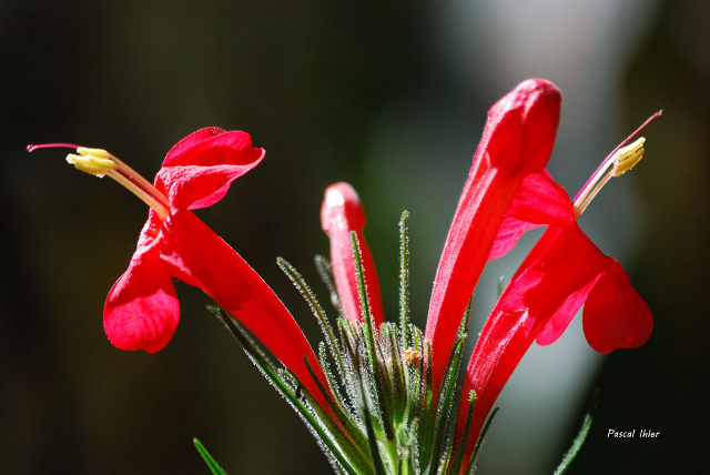 Plantes avec fleur(s) de couleur rouge