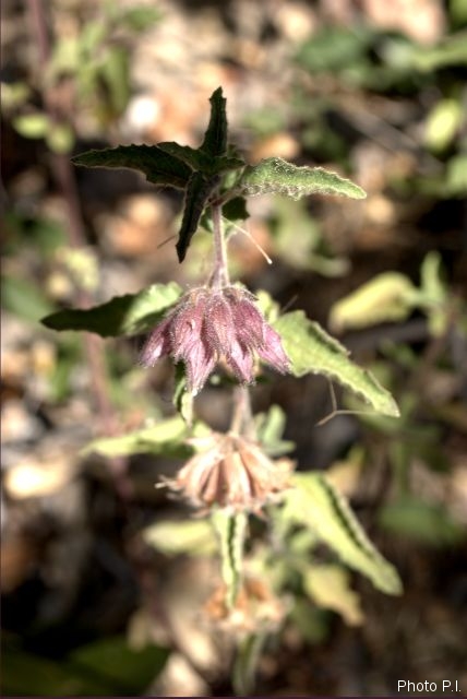 Plantes avec fleur(s) de couleur rose ou violette