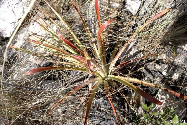 Plantes broméliacées