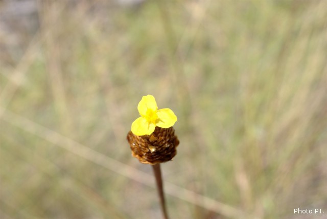 Plantes avec fleur(s) de couleur jaune ou dorée