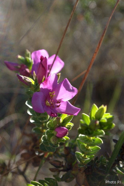 Plantes avec fleur(s) de couleur rose ou violette
