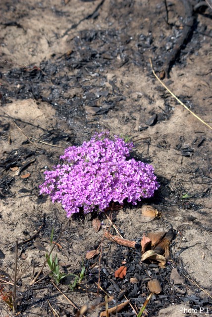 Plantes avec fleur(s) de couleur rose ou violette