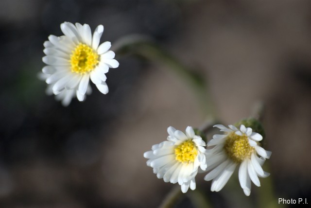 Plantes avec fleur(s) de couleur blanche