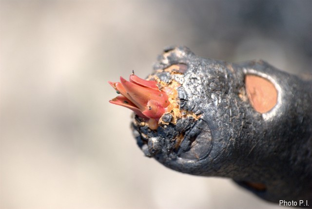 Dégats causés par le feu