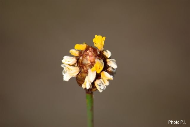 Plantes avec fleur(s) de couleur jaune ou dorée