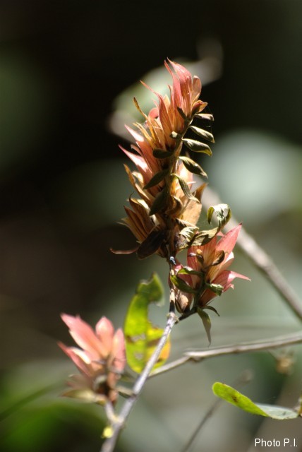 Plantes avec fleur(s) de couleur orange