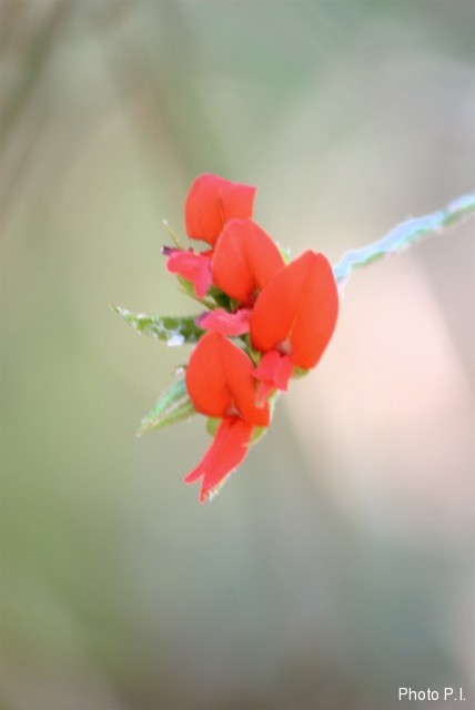 Plantes avec fleur(s) de couleur rouge