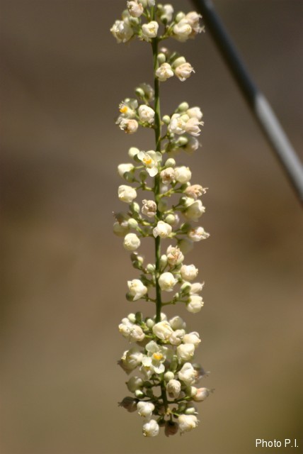 Plantes avec fleur(s) de couleur blanche