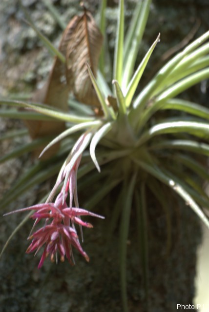 Plantes broméliacées