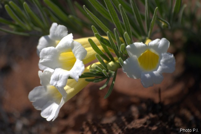 Plantes avec fleur(s) de couleur blanche