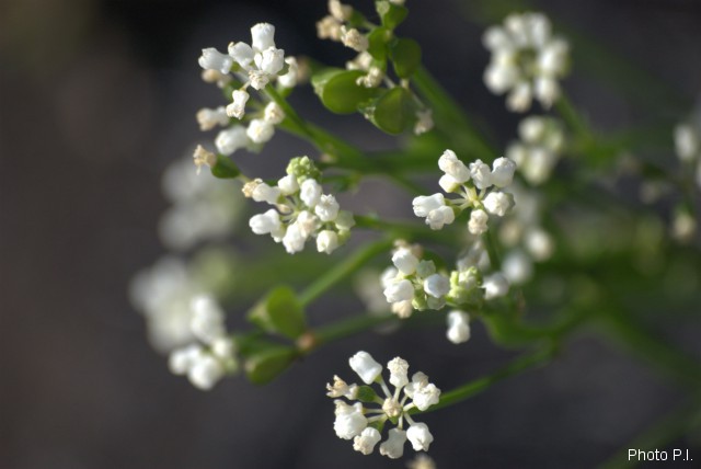 Plantes avec fleur(s) de couleur blanche