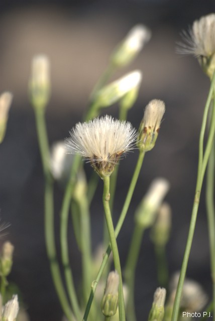 Plantes avec fleur(s) de couleur blanche