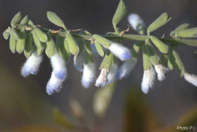 Plantes avec fleur(s) de couleur blanche