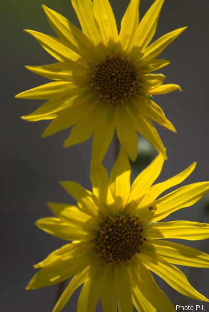 Plantes avec fleur(s) de couleur jaune ou dorée