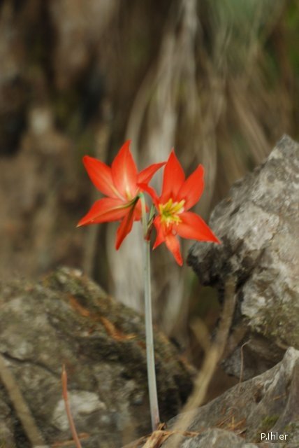 Plantes avec fleur(s) de couleur orange