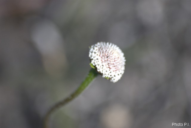 Plantes avec fleur(s) de couleur blanche