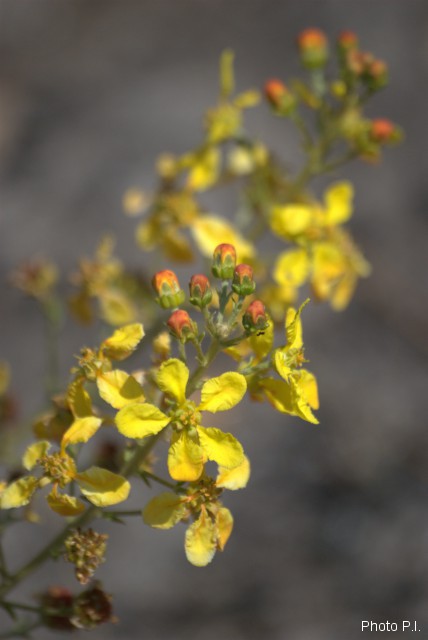 Plantes avec fleur(s) de couleur jaune ou dorée