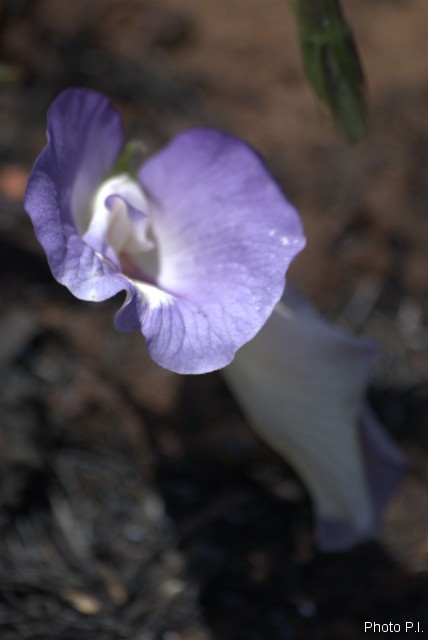 Plantes avec fleur(s) de couleur bleue