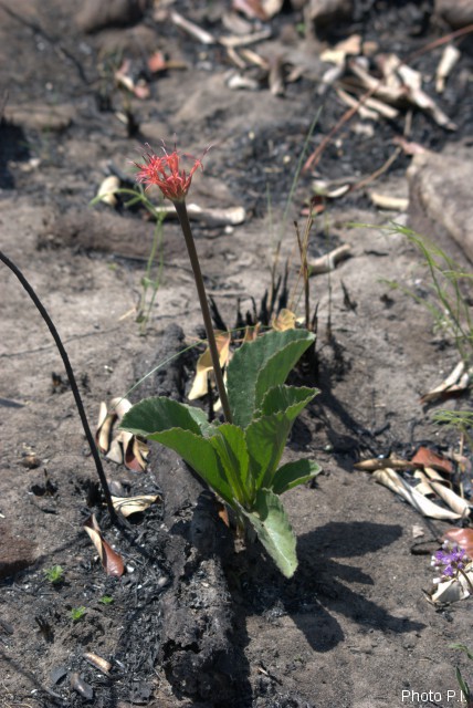 Plantes avec fleur(s) de couleur rouge