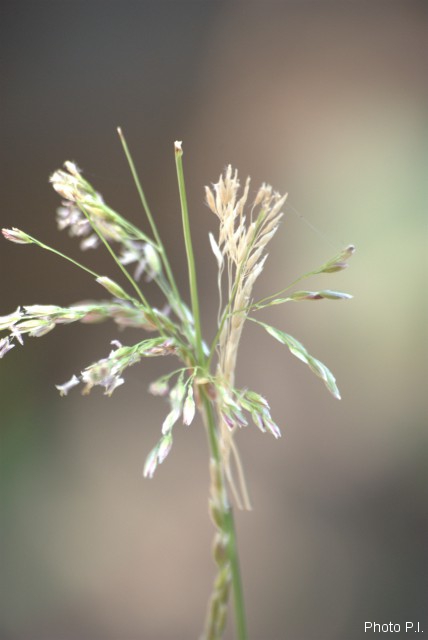 Herbacées et graminées