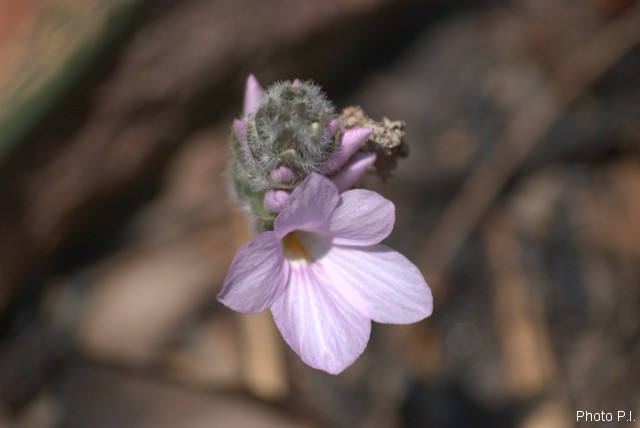Plantes avec fleur(s) de couleur rose ou violette
