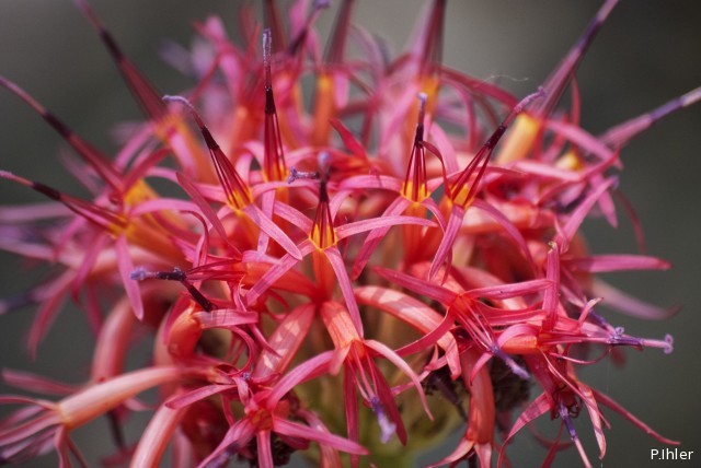 Plantes avec fleur(s) de couleur rouge