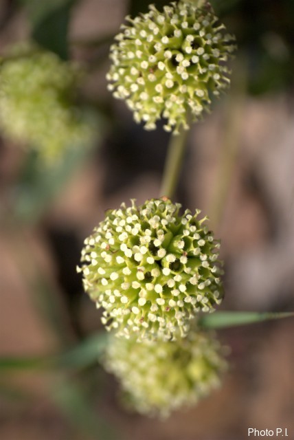 Plantes avec fleur(s) de couleur blanche