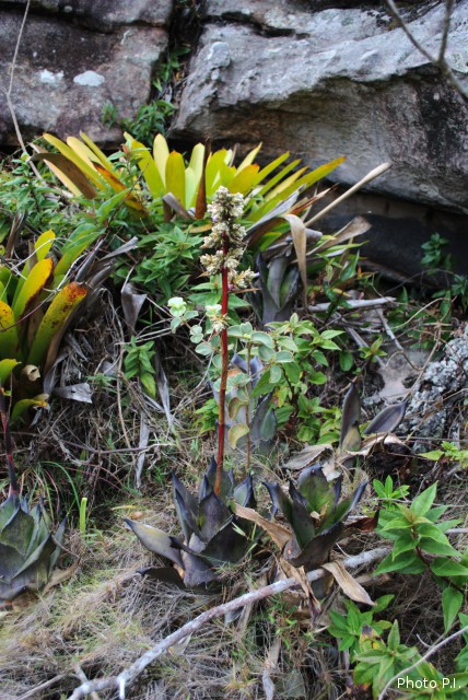 Plantes broméliacées