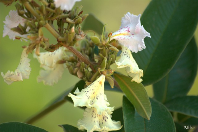 Plantes avec fleur(s) de couleur blanche