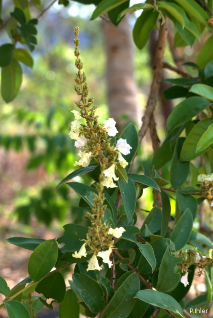 Plantes avec fleur(s) de couleur blanche