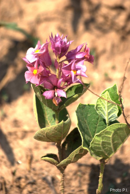 Plantes avec fleur(s) de couleur rose ou violette