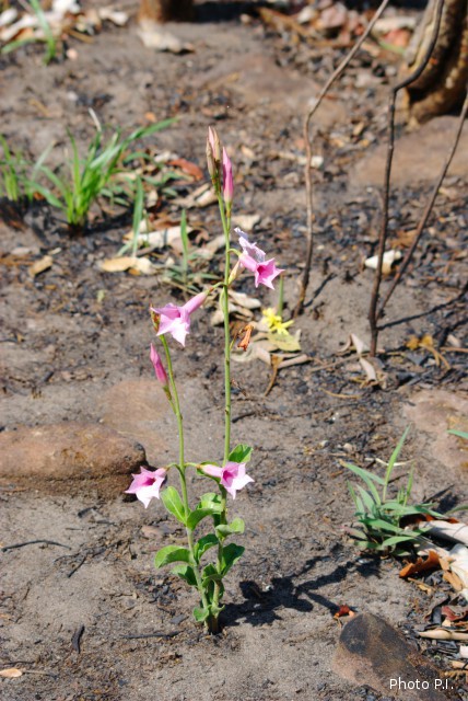 Plantes avec fleur(s) de couleur rose ou violette