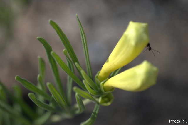 Plantes avec fleur(s) de couleur blanche