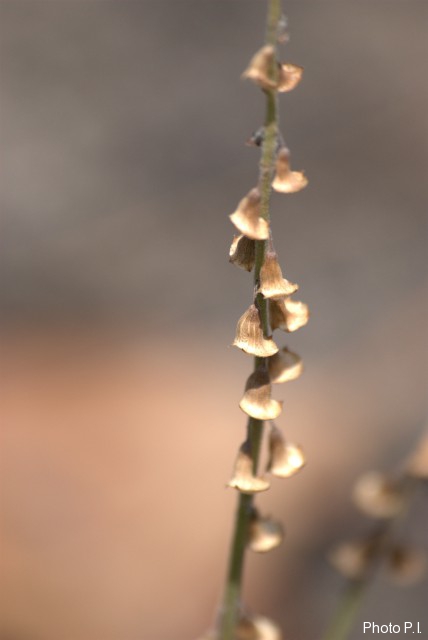 Herbacées et graminées